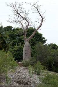 Superfoodista virtaa päivään