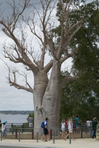 Superfoodista virtaa päivään